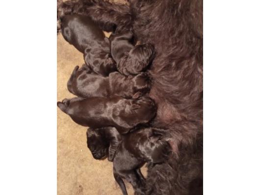 Veliki snaucer stenad